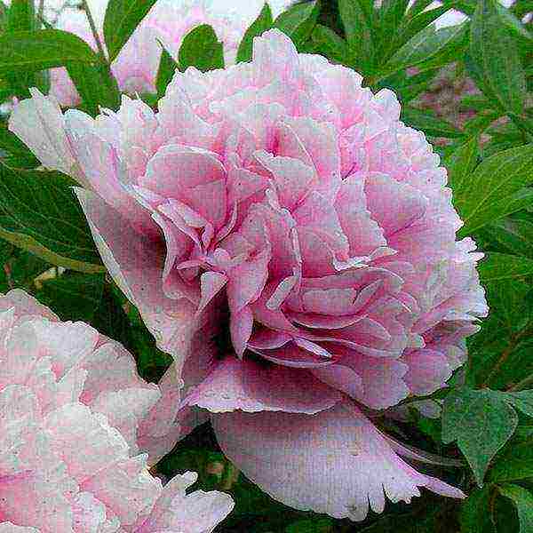 the best varieties of tree peonies