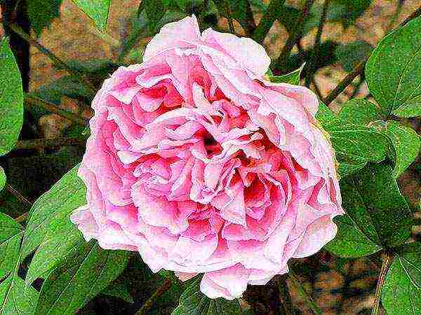 the best varieties of tree peonies