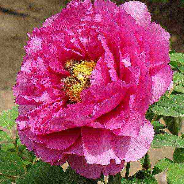 the best varieties of tree peonies