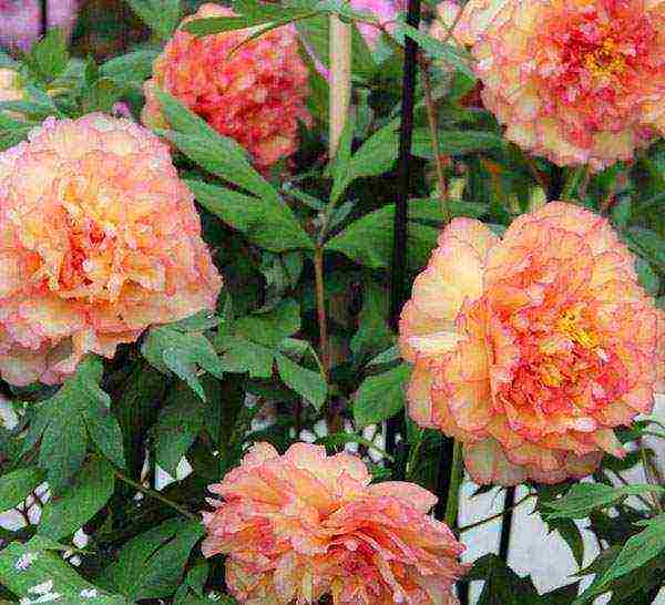 the best varieties of tree peonies