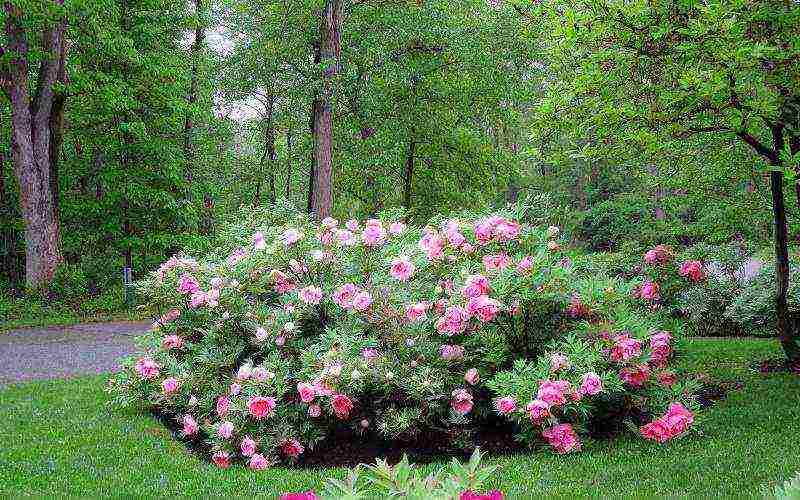 ang pinakamahusay na mga pagkakaiba-iba ng mga peonies ng puno