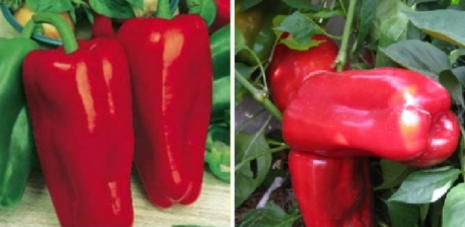 the best varieties of Dutch pepper