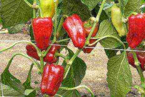 the best varieties of Dutch pepper