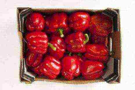 the best varieties of Dutch pepper