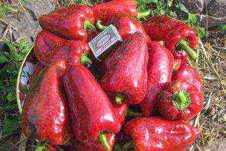 the best varieties of Dutch pepper