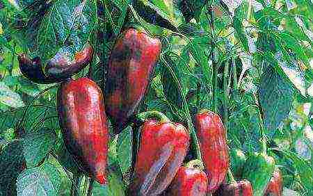 the best varieties of Dutch pepper