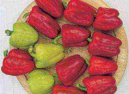 the best varieties of Dutch pepper