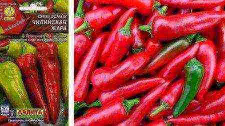 the best varieties of Dutch pepper