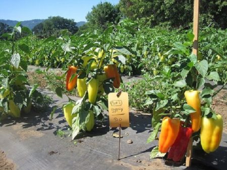 the best varieties of Dutch pepper