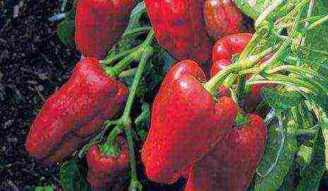 the best varieties of Dutch pepper