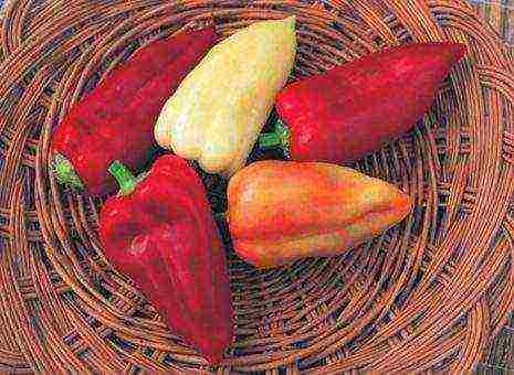 the best varieties of Dutch pepper