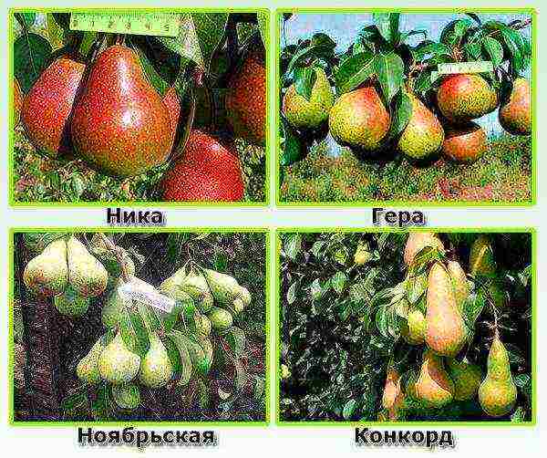 the best varieties of winter pears