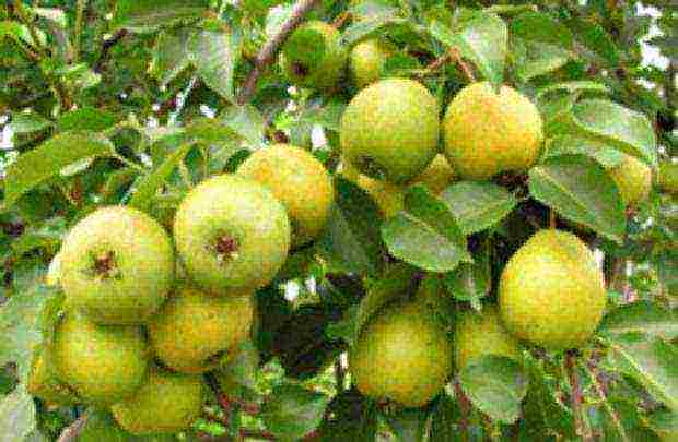 the best varieties of winter pears