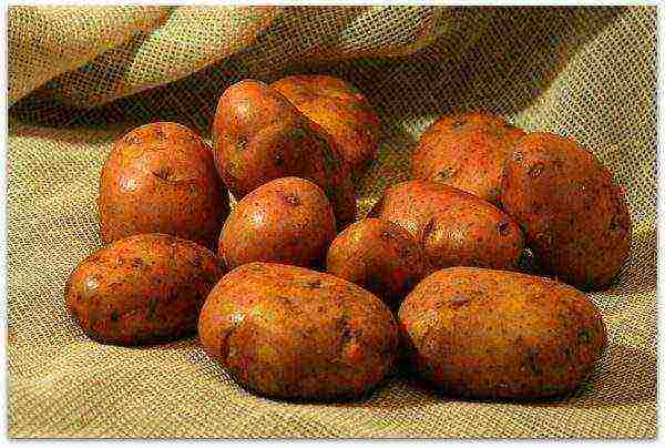 the best potato varieties Belarus