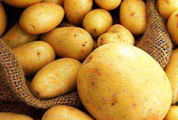 the best potato varieties Belarus