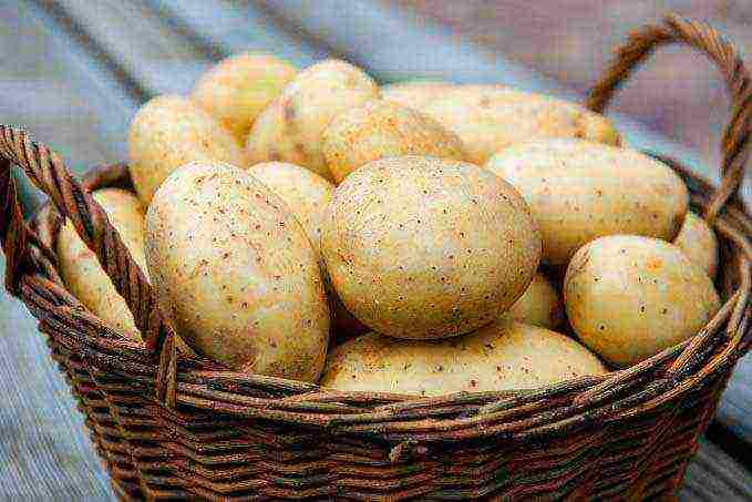 the best potato varieties Belarus