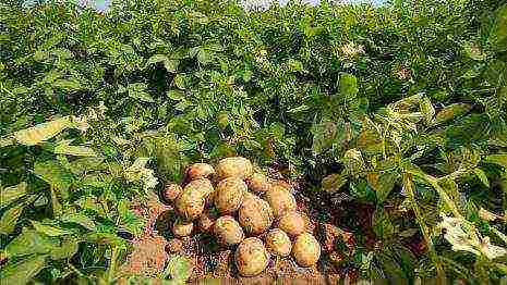 the best potato varieties Belarus