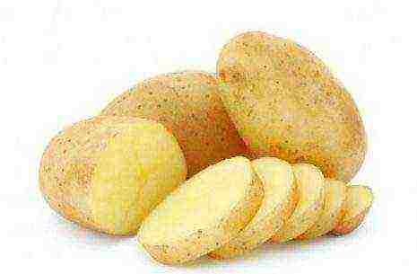 the best potato varieties Belarus