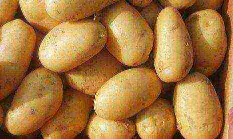 the best potato varieties Belarus