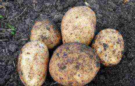 the best potato varieties Belarus