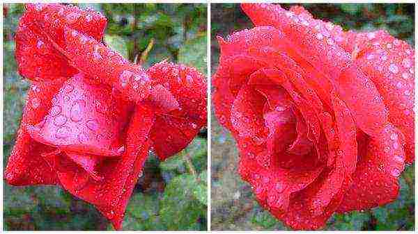 the best varieties of red roses