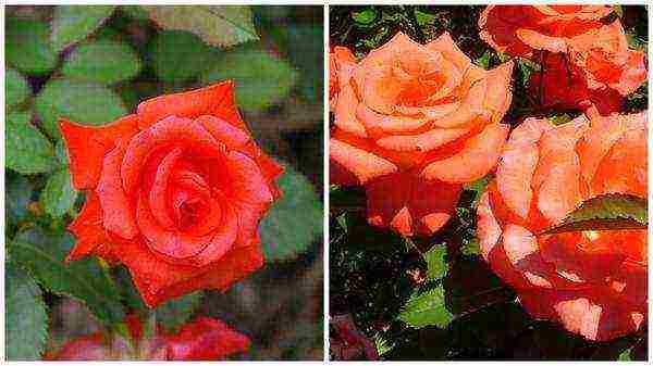 the best varieties of red roses