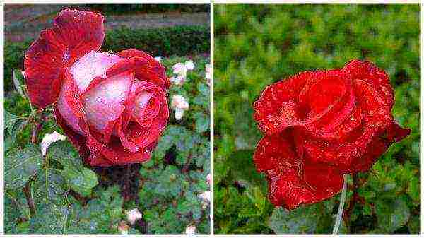 the best varieties of red roses