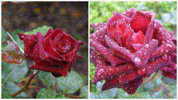 the best varieties of red roses