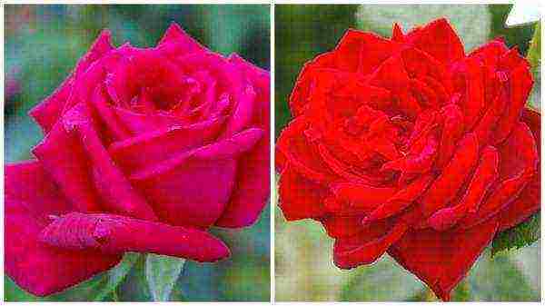 the best varieties of red roses