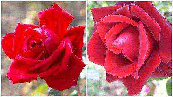 the best varieties of red roses