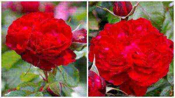 the best varieties of red roses