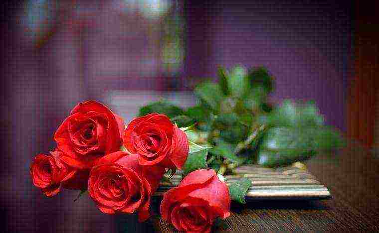 the best varieties of red roses