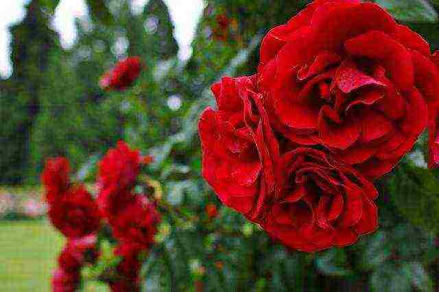 the best varieties of red roses