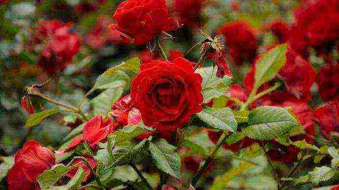 the best varieties of red roses