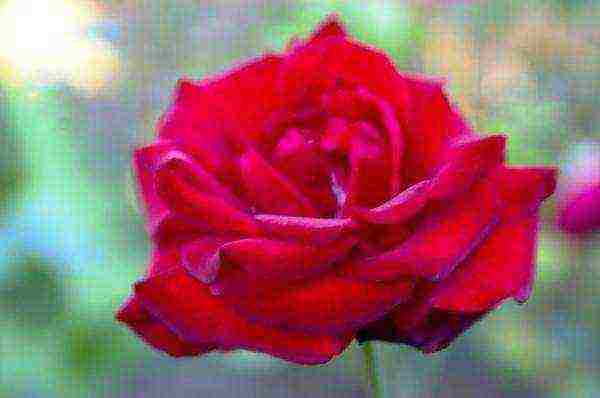 the best varieties of red roses