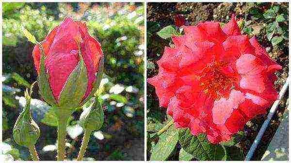 the best varieties of red roses