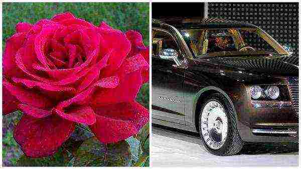 the best varieties of red roses