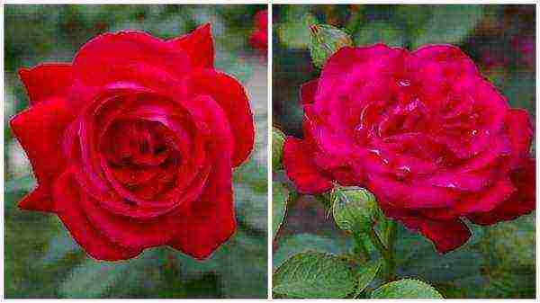 the best varieties of red roses