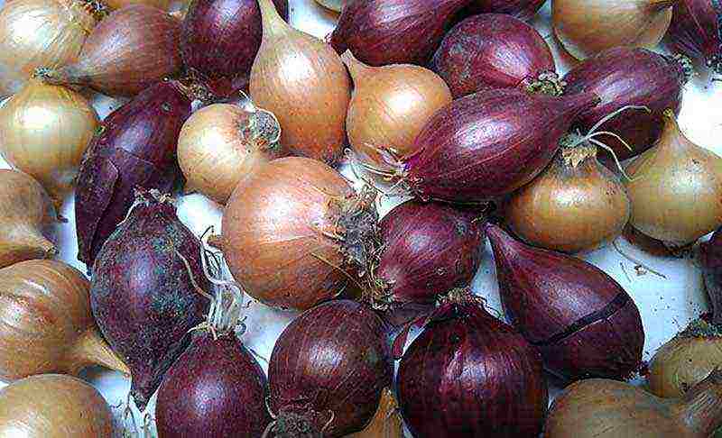 the best varieties of red onions