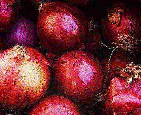 the best varieties of red onions