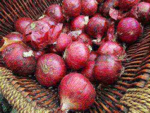 the best varieties of red onions