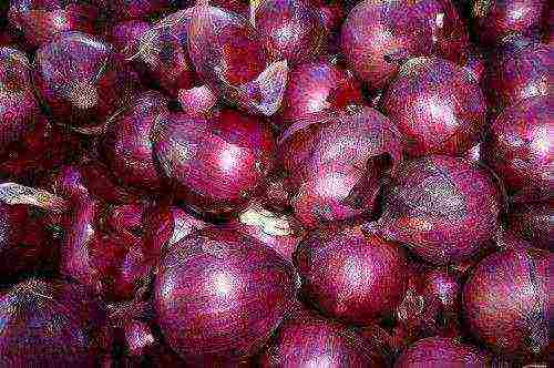 the best varieties of red onions