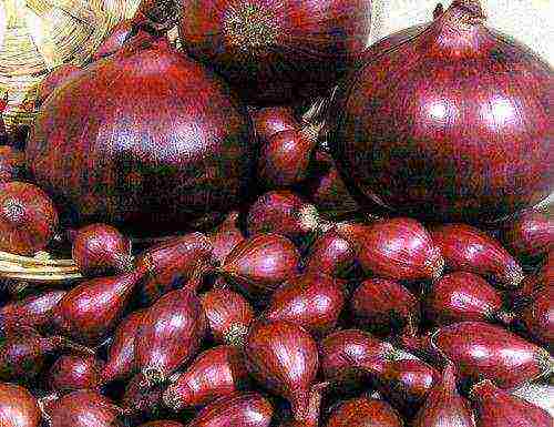 the best varieties of red onions