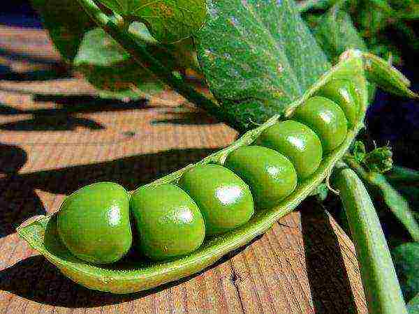 the best varieties of shell peas