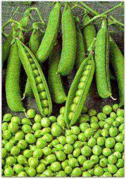 the best varieties of shell peas