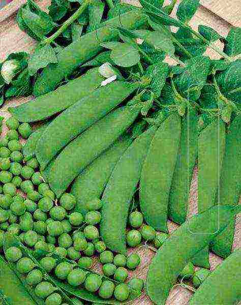 the best varieties of shell peas