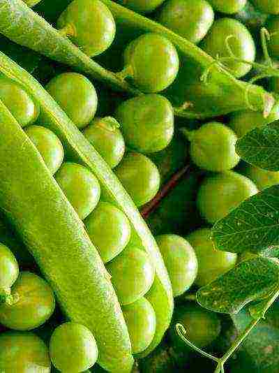 the best varieties of shell peas