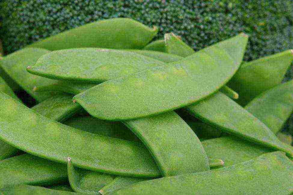 the best varieties of shell peas