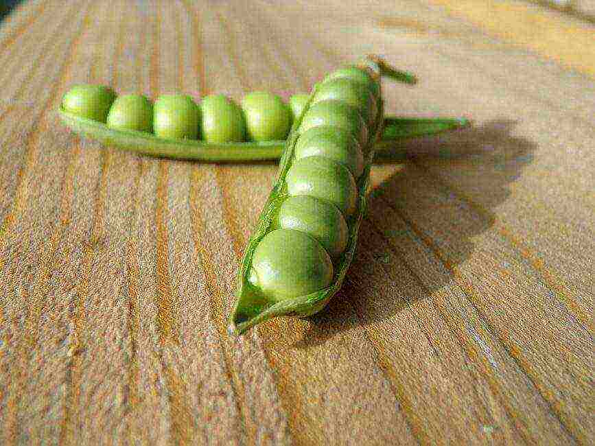 the best varieties of shell peas