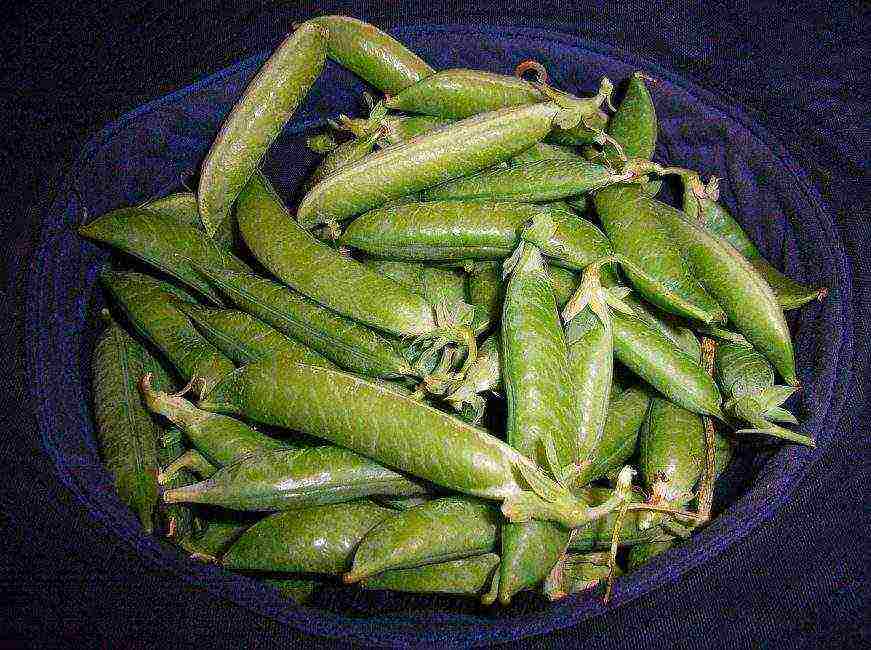 the best varieties of shell peas